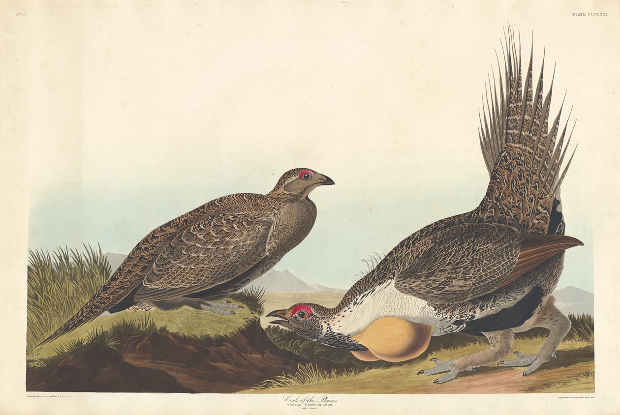Cock of the Plains, 1837. od Robert Havell