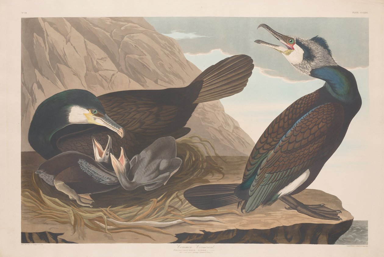 Kormorán obecný, 1835. od Robert Havell