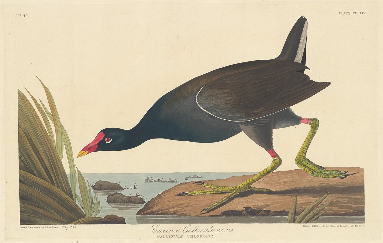 Common Gallinule, 1835. od Robert Havell