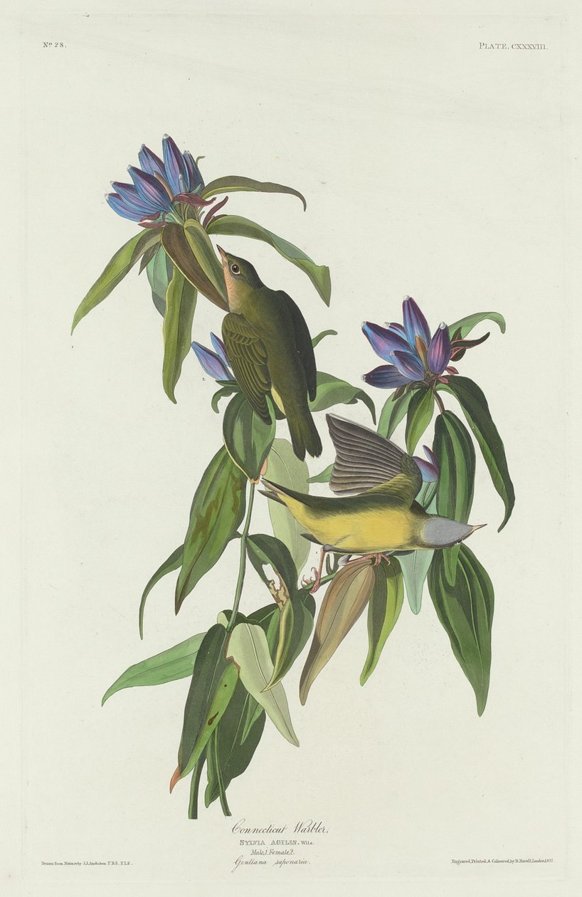Connecticut Warbler, 1832. od Robert Havell