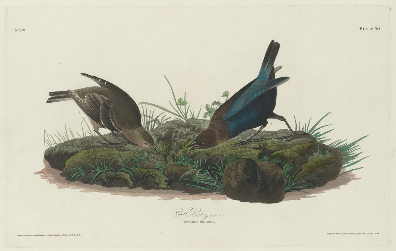 Strnad kráva, 1830. od Robert Havell