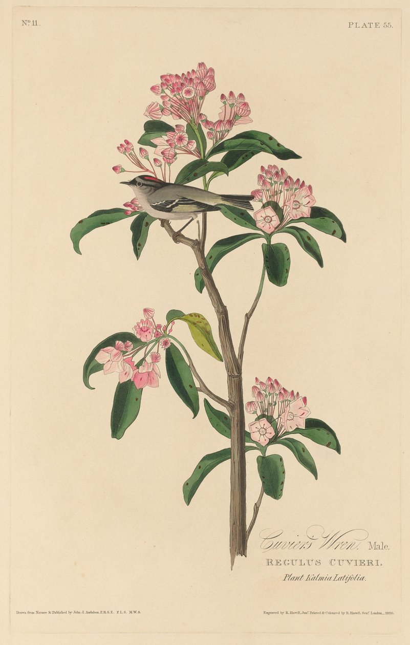 Cuvierův střízlík, 1829. od Robert Havell