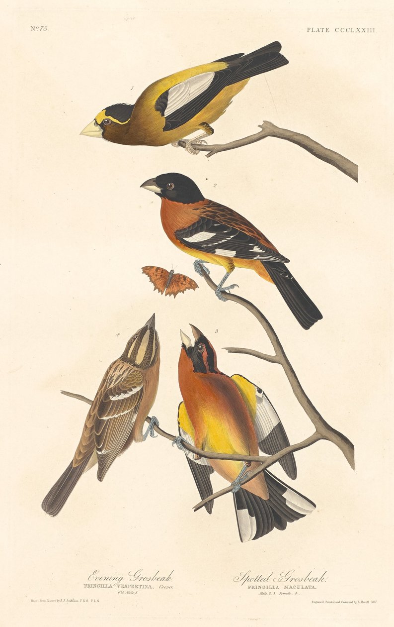 Večerní groš a groš skvrnitý, 1837. od Robert Havell