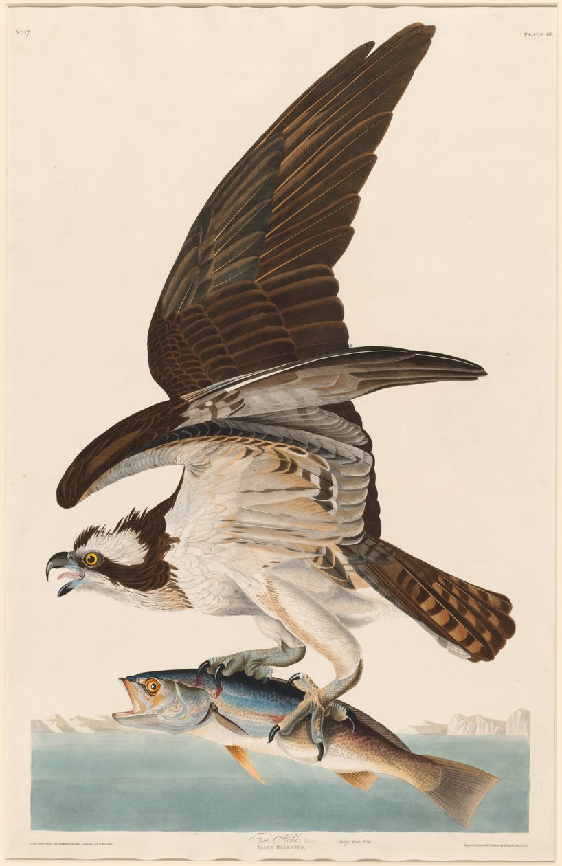 Fish Hawk, 1830. od Robert Havell