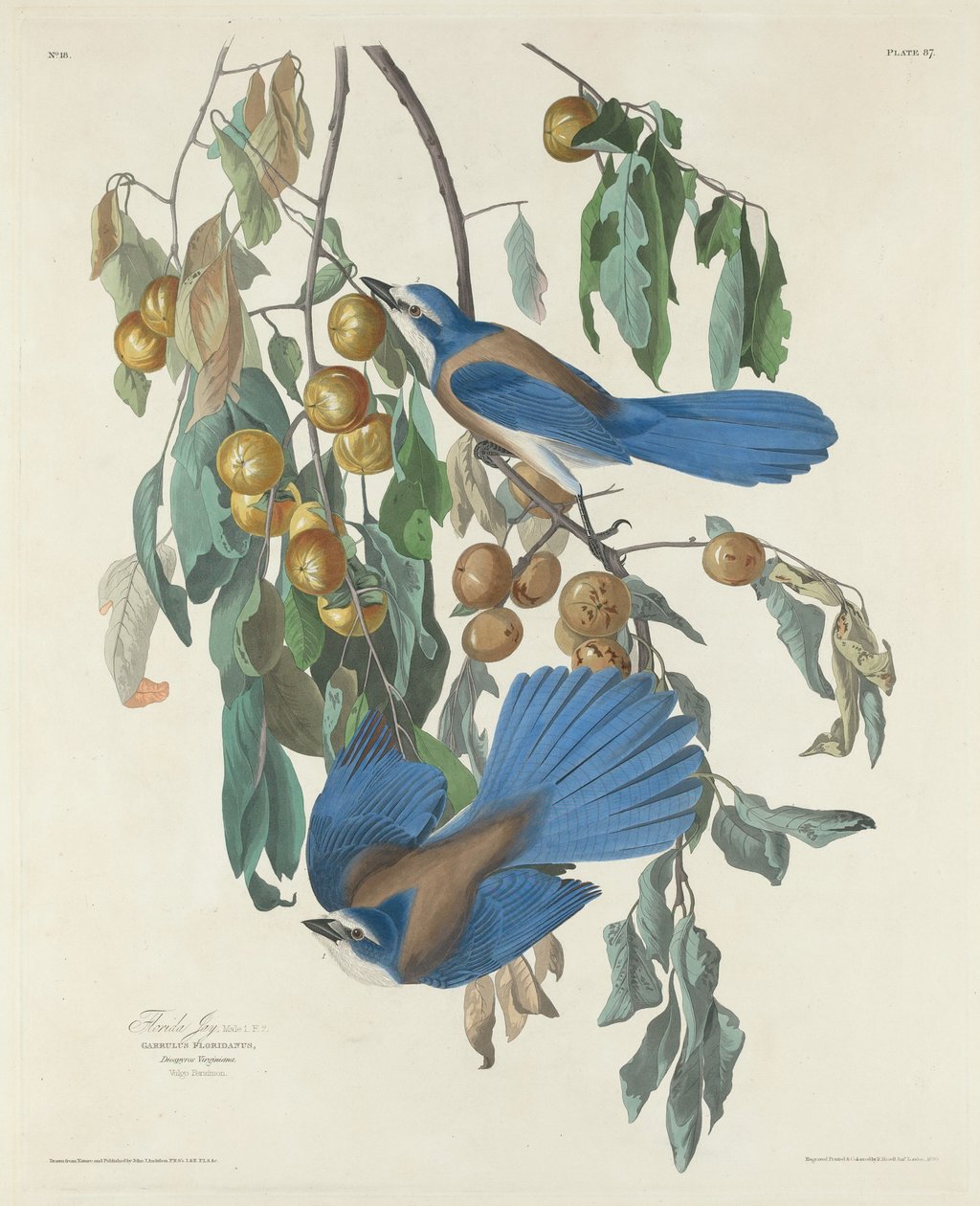Florida Jays, 1830. od Robert Havell