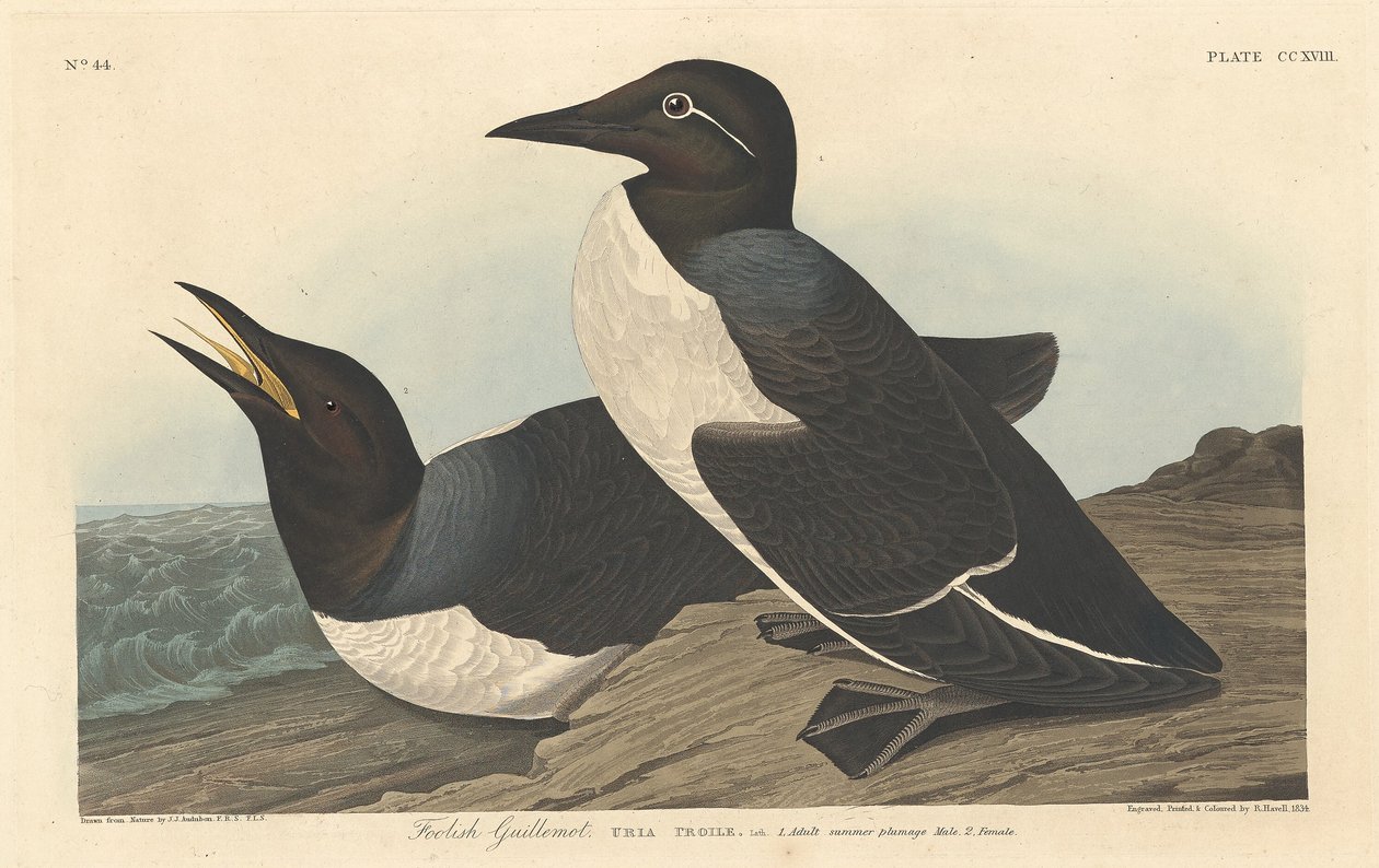 Pošetilý Guillemot, 1834. od Robert Havell
