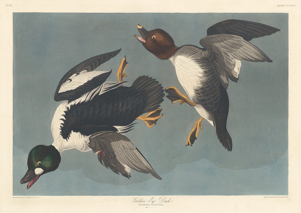 Kachna zlatooká, 1836. od Robert Havell