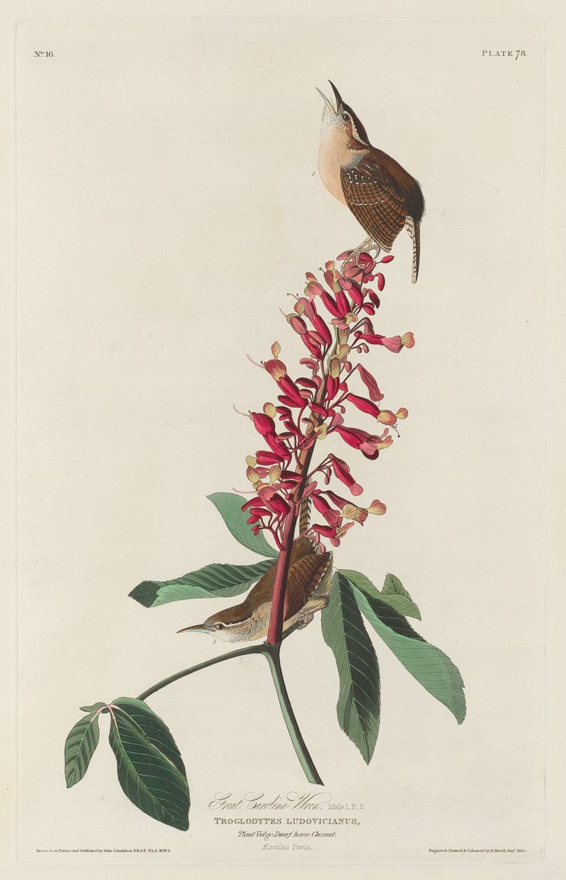 Velká Carolina Wren, 1830. od Robert Havell