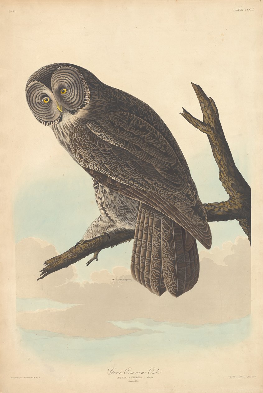 Velká Cinereous Owl, 1837. od Robert Havell