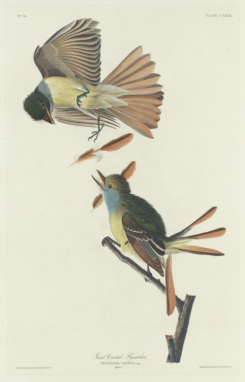 Muchař chocholatý, 1832. od Robert Havell