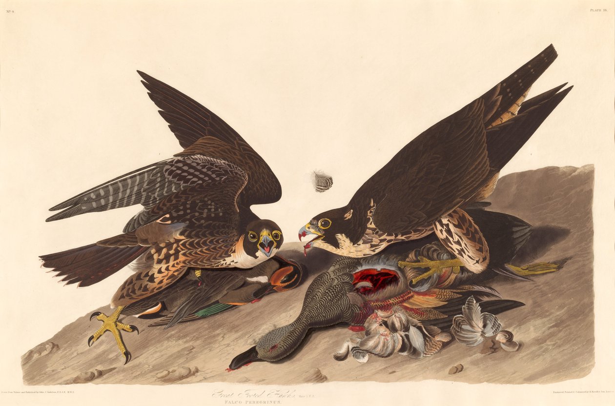 Velký Footed Hawk, 1827. od Robert Havell