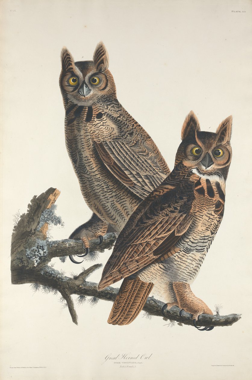 Velká rohatá sova, 1829. od Robert Havell