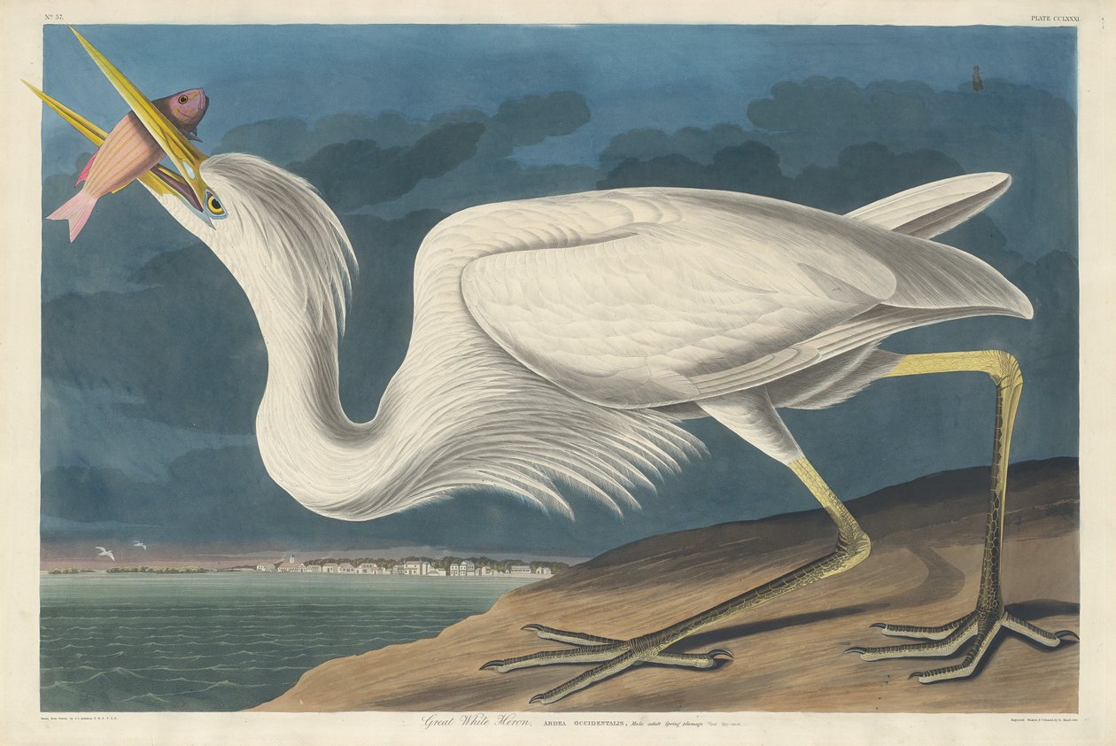 Velká bílá volavka, 1835. od Robert Havell
