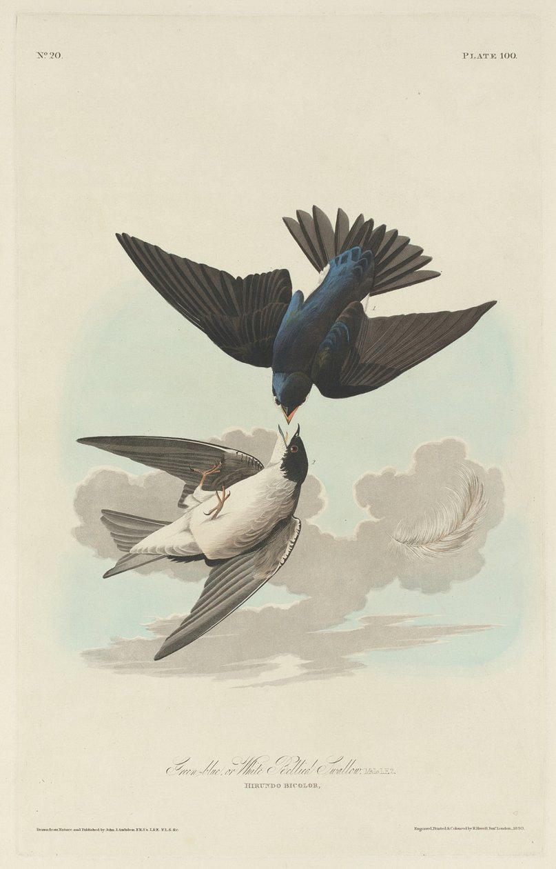 Zelenomodrá nebo bělobřichá vlaštovka, 1830. od Robert Havell