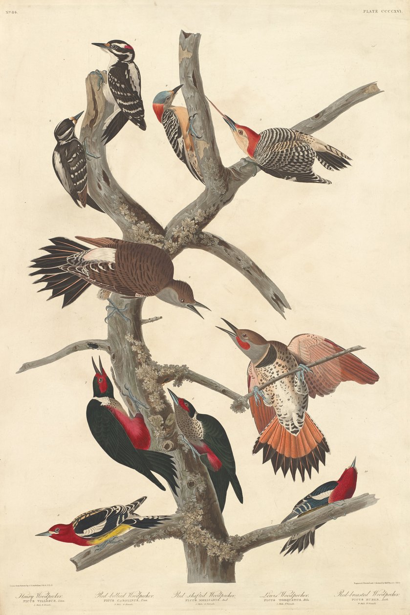 Datel chlupatý, 1838. od Robert Havell