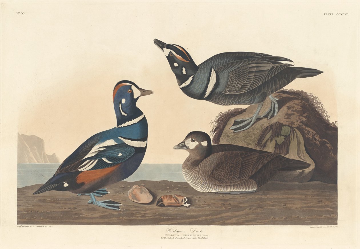 Kachna Harlekýn, 1836. od Robert Havell