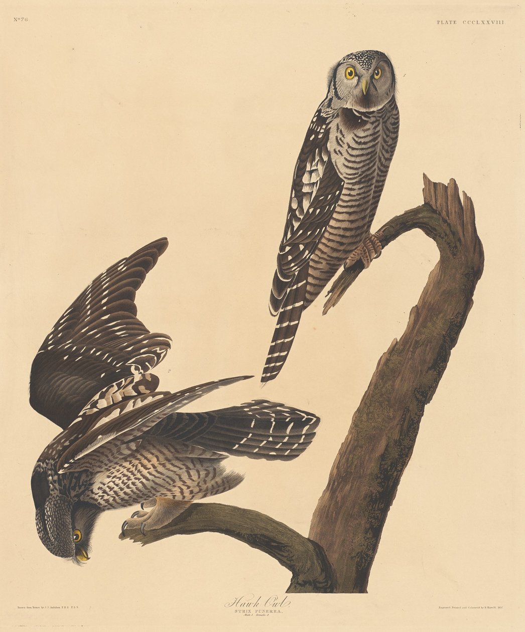 Jestřábí sova, 1837. od Robert Havell
