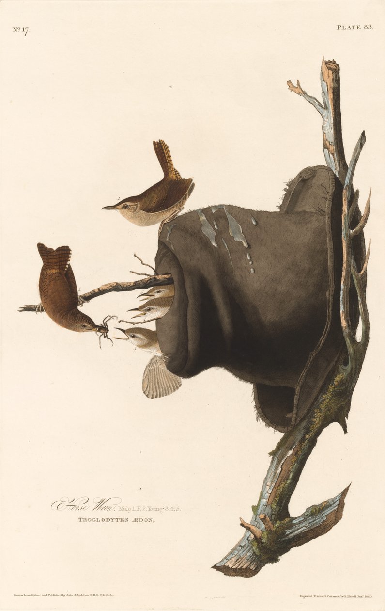 Domácí střízlík, 1830. od Robert Havell