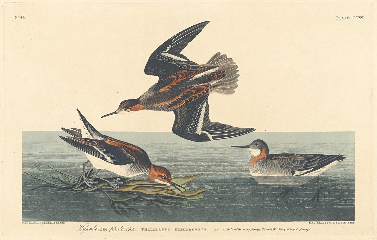 Hyperborean Phalarope, 1834. od Robert Havell
