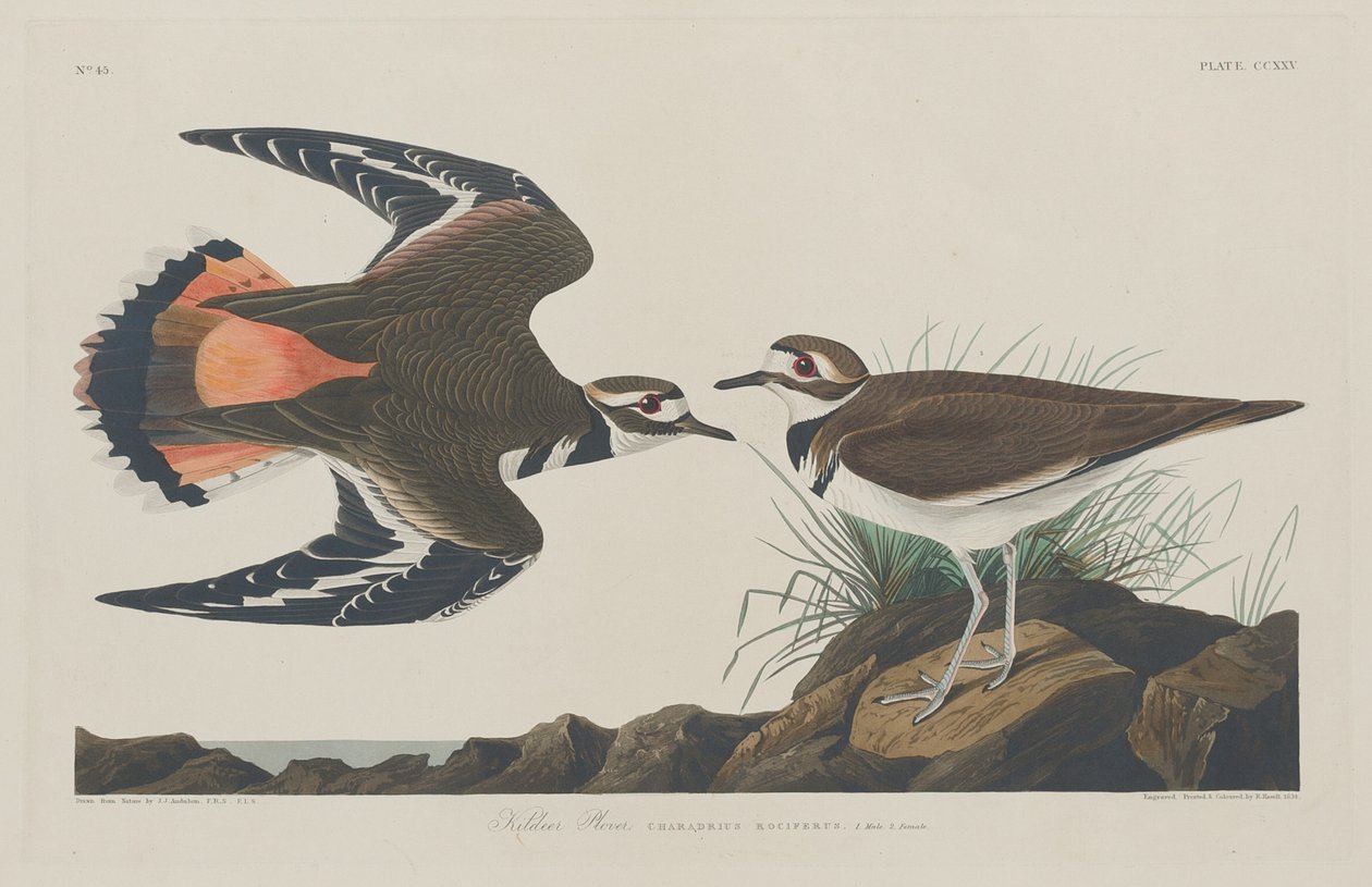 Kildeer Plover, 1834. od Robert Havell