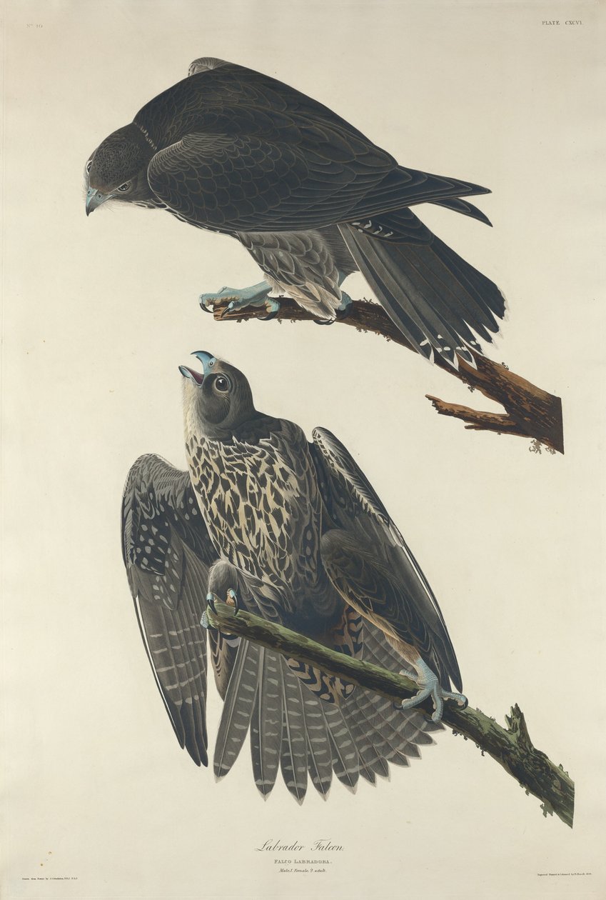 Labrador Falcon, 1834. od Robert Havell