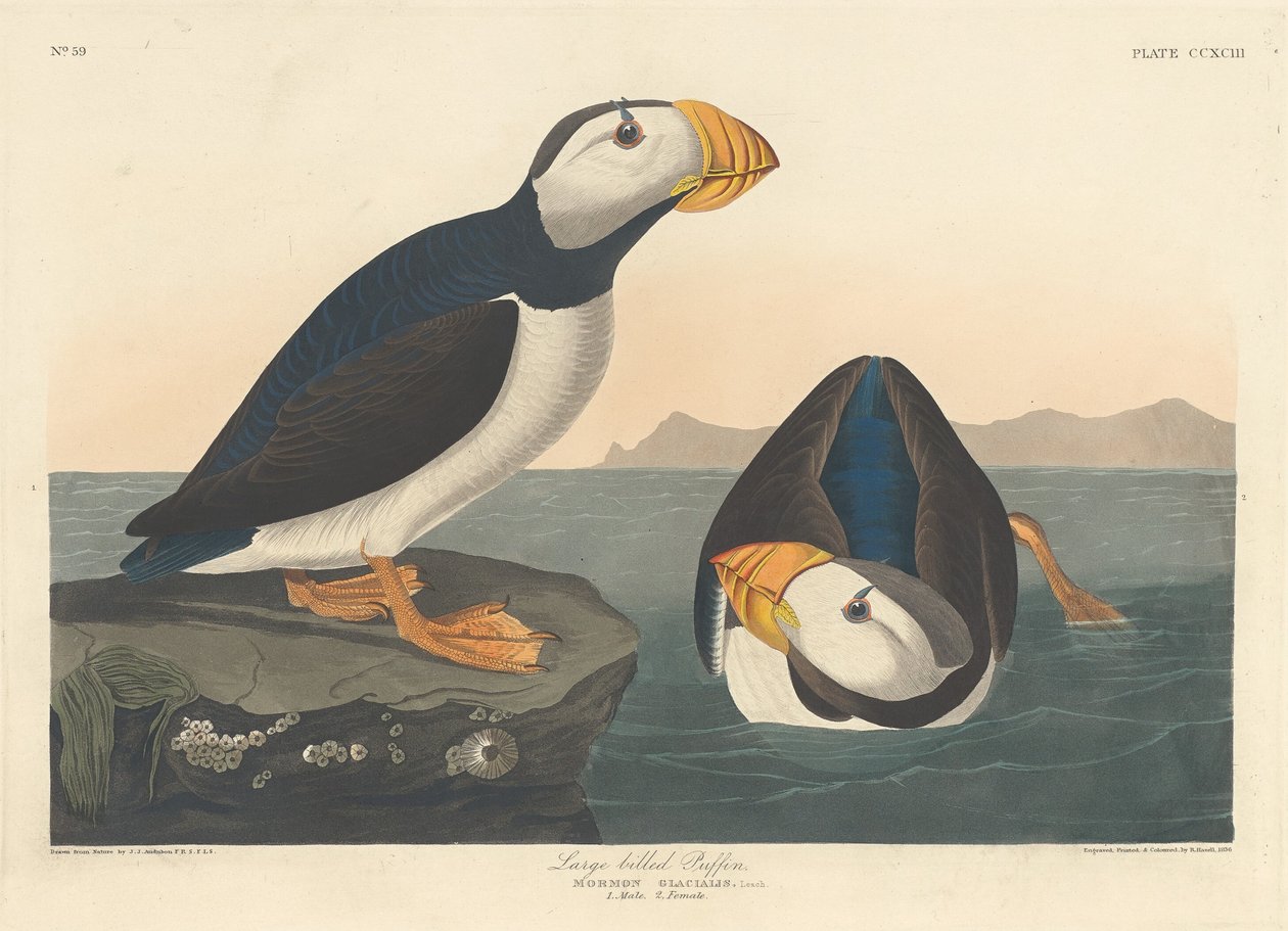 Puffin velkozobý, 1836. od Robert Havell