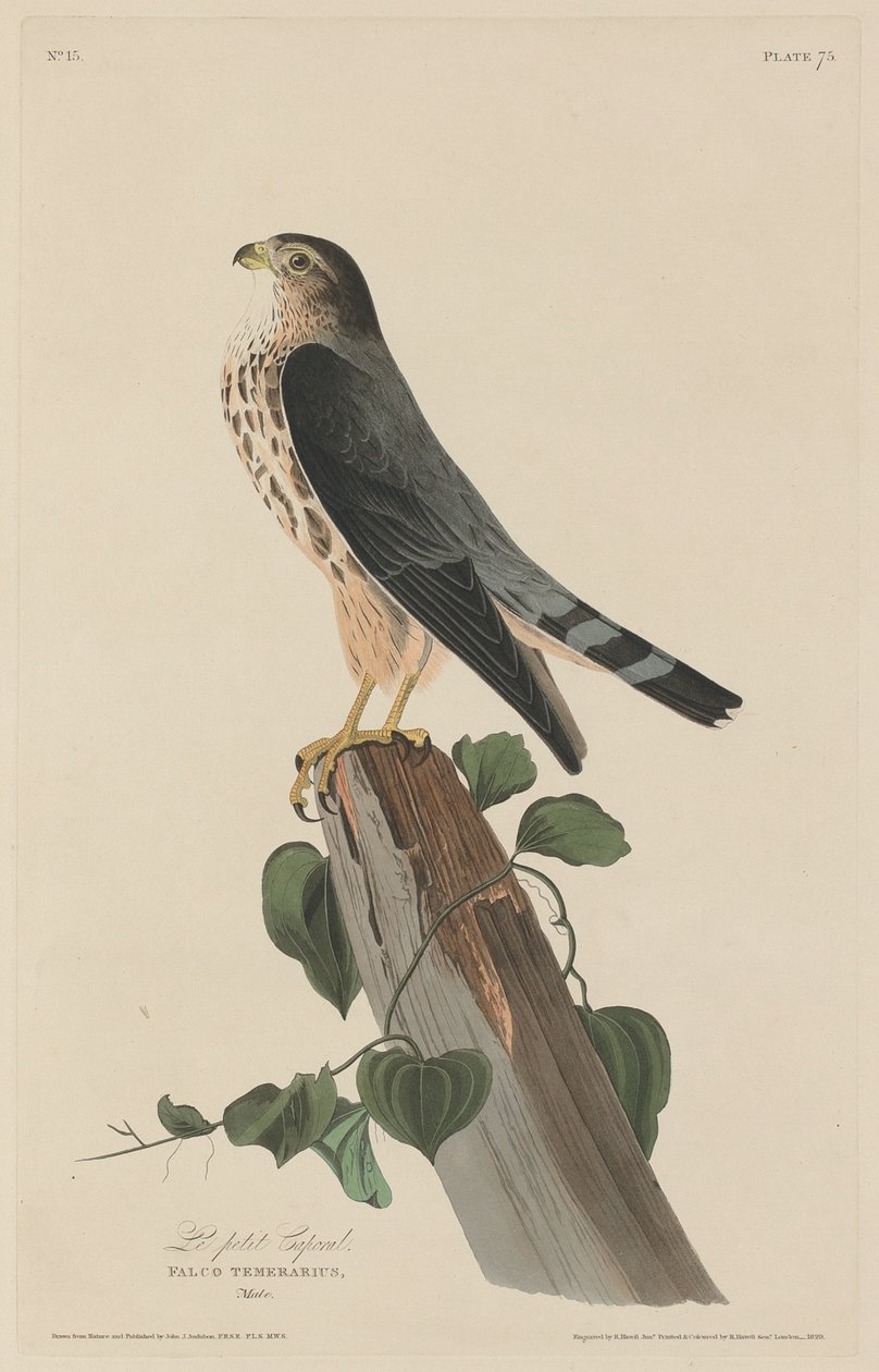 Malý desátník, 1829. od Robert Havell