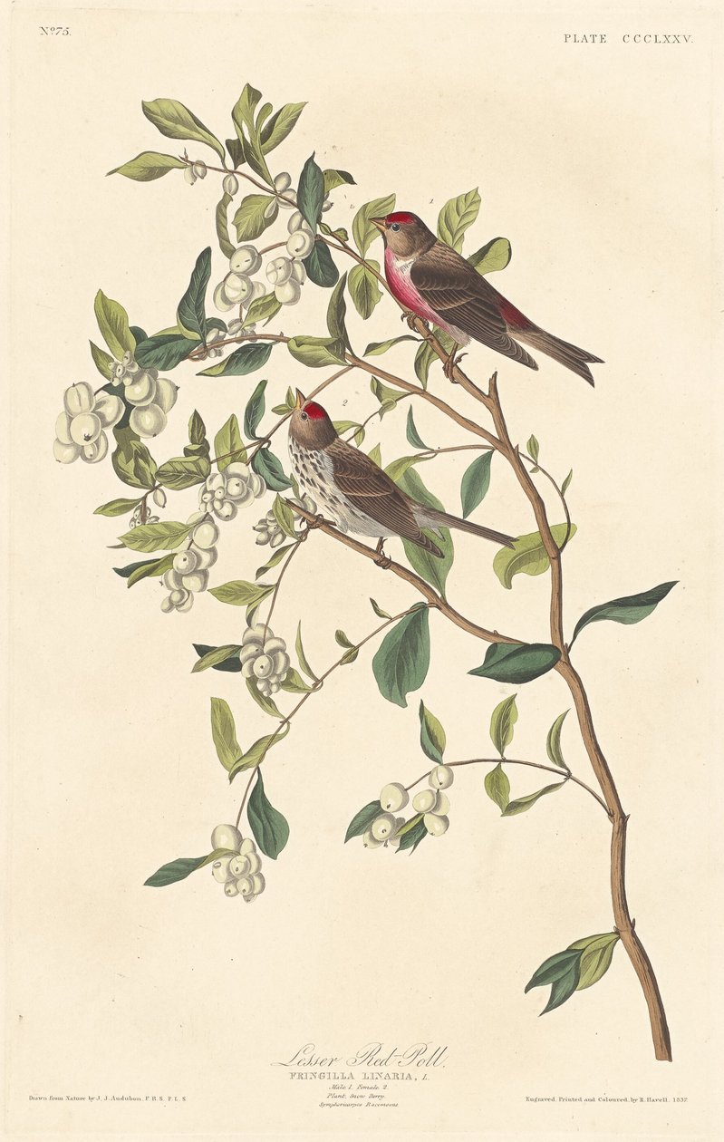 Malá červená anketa, 1837. od Robert Havell