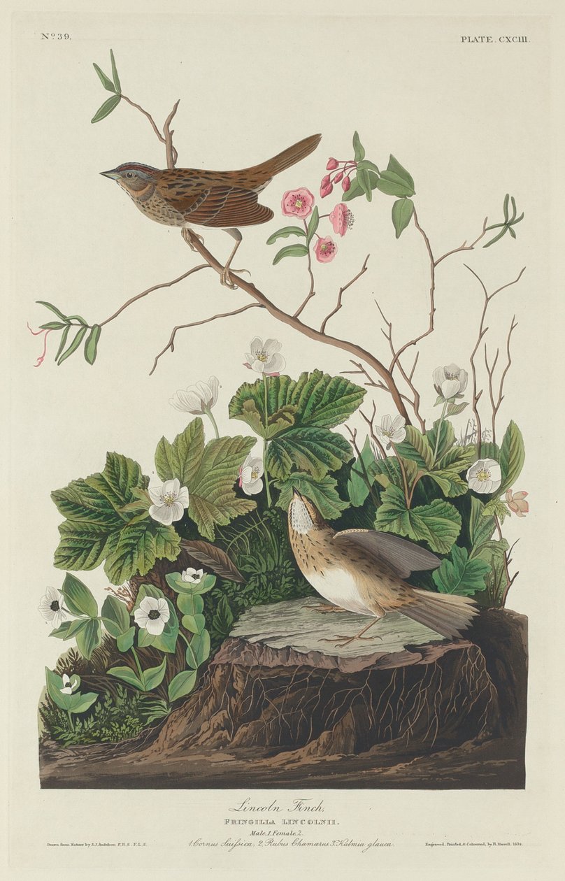 Lincoln Finch, 1834. od Robert Havell