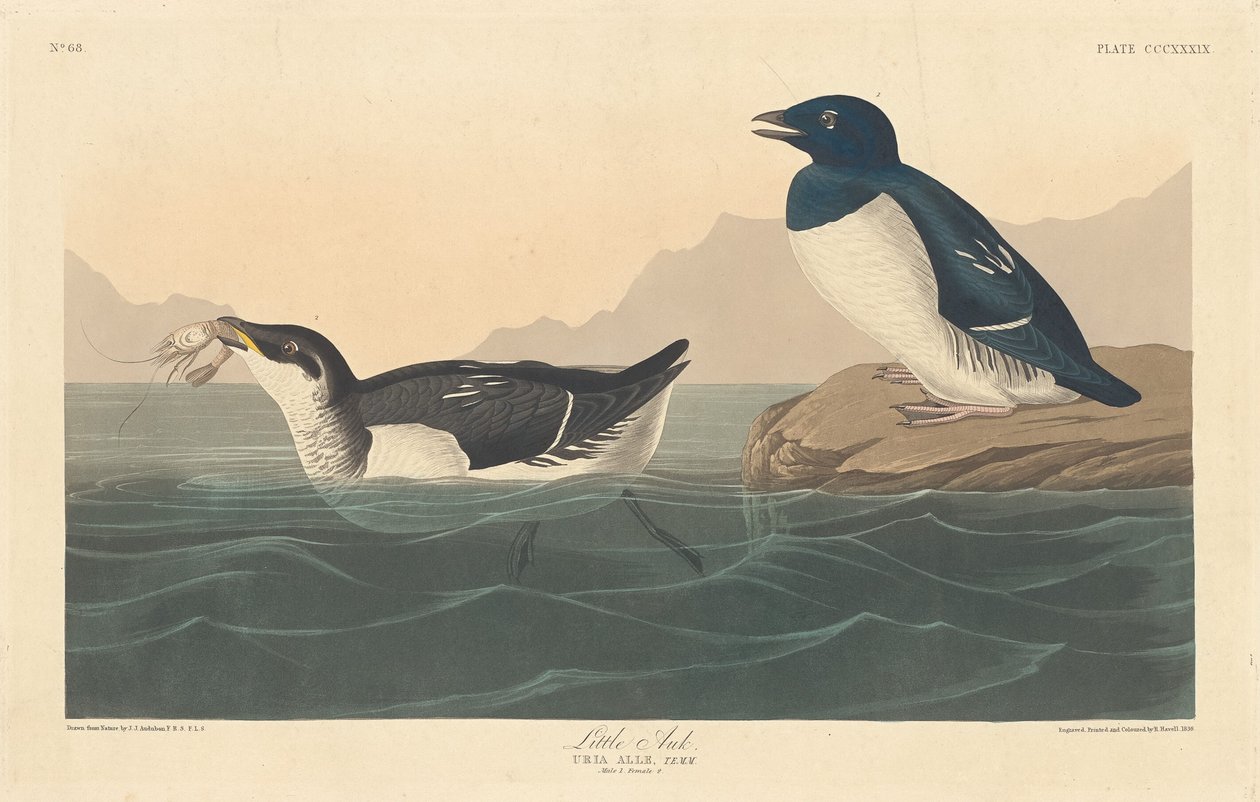 Malý Auk, 1836. od Robert Havell