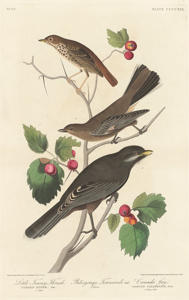 Malý Tawny Thrush, 1838. od Robert Havell