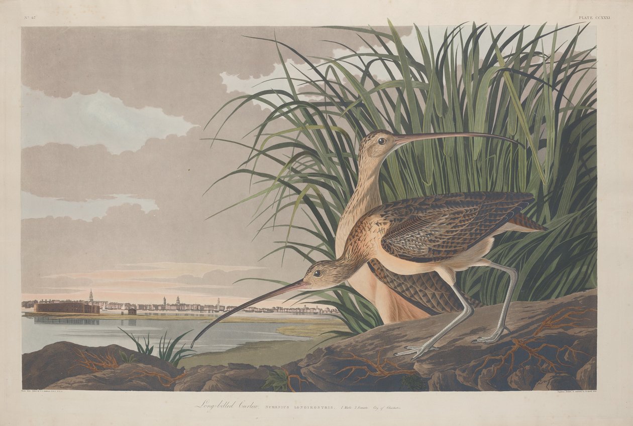 Dlouhozobý Curlew, 1834. od Robert Havell