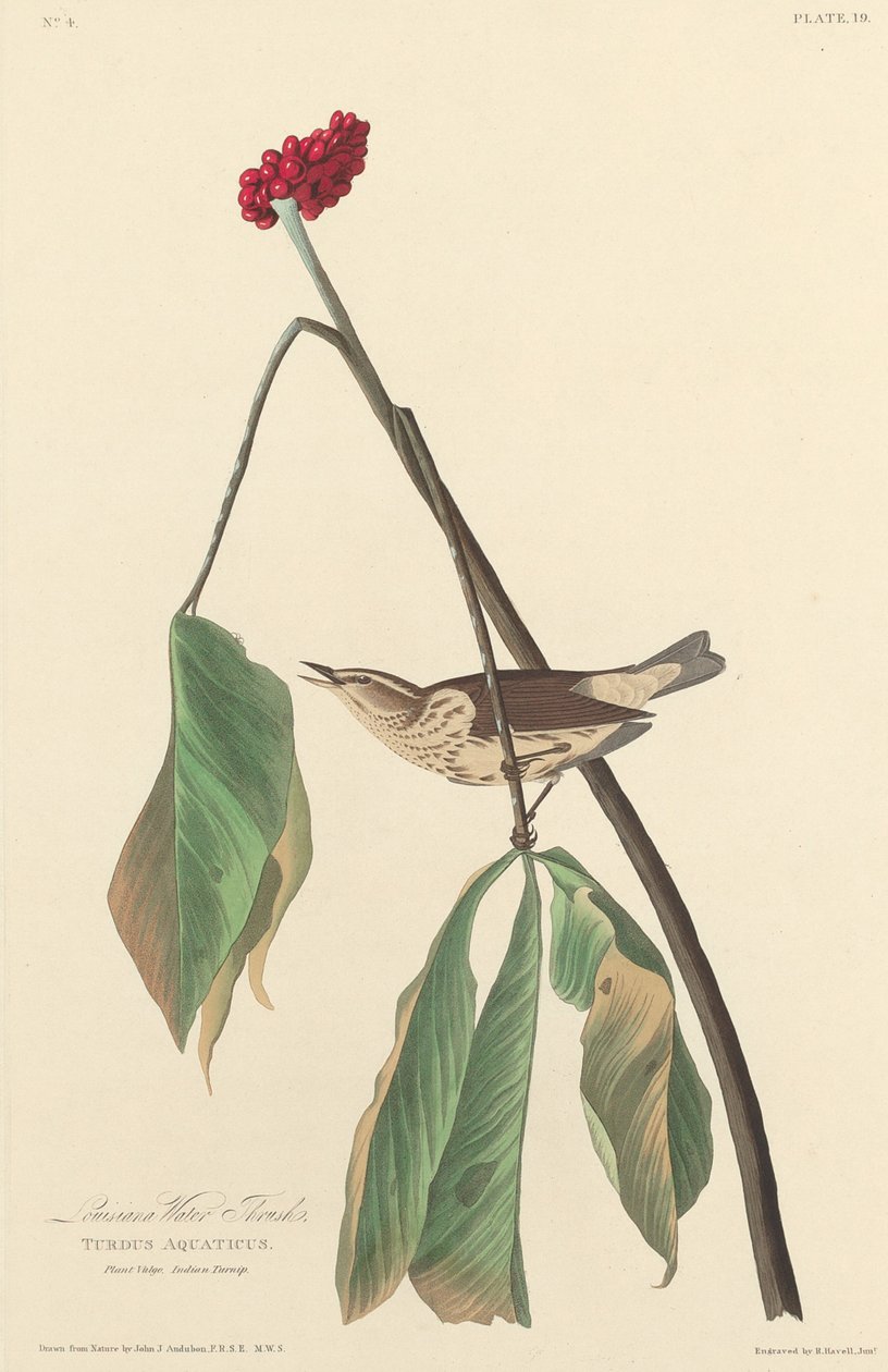 Louisiana Water Thrush, 1827. od Robert Havell