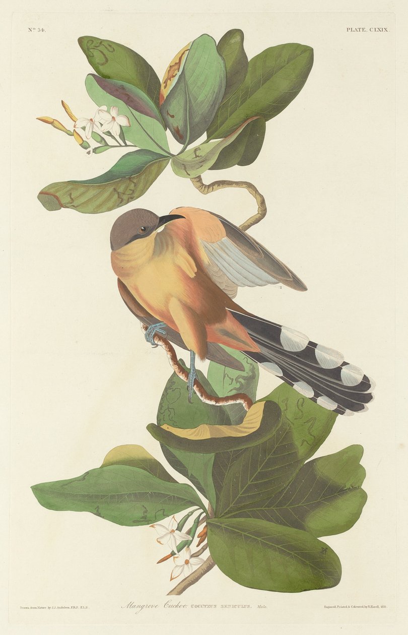 Kukačka mangrovová, 1833. od Robert Havell