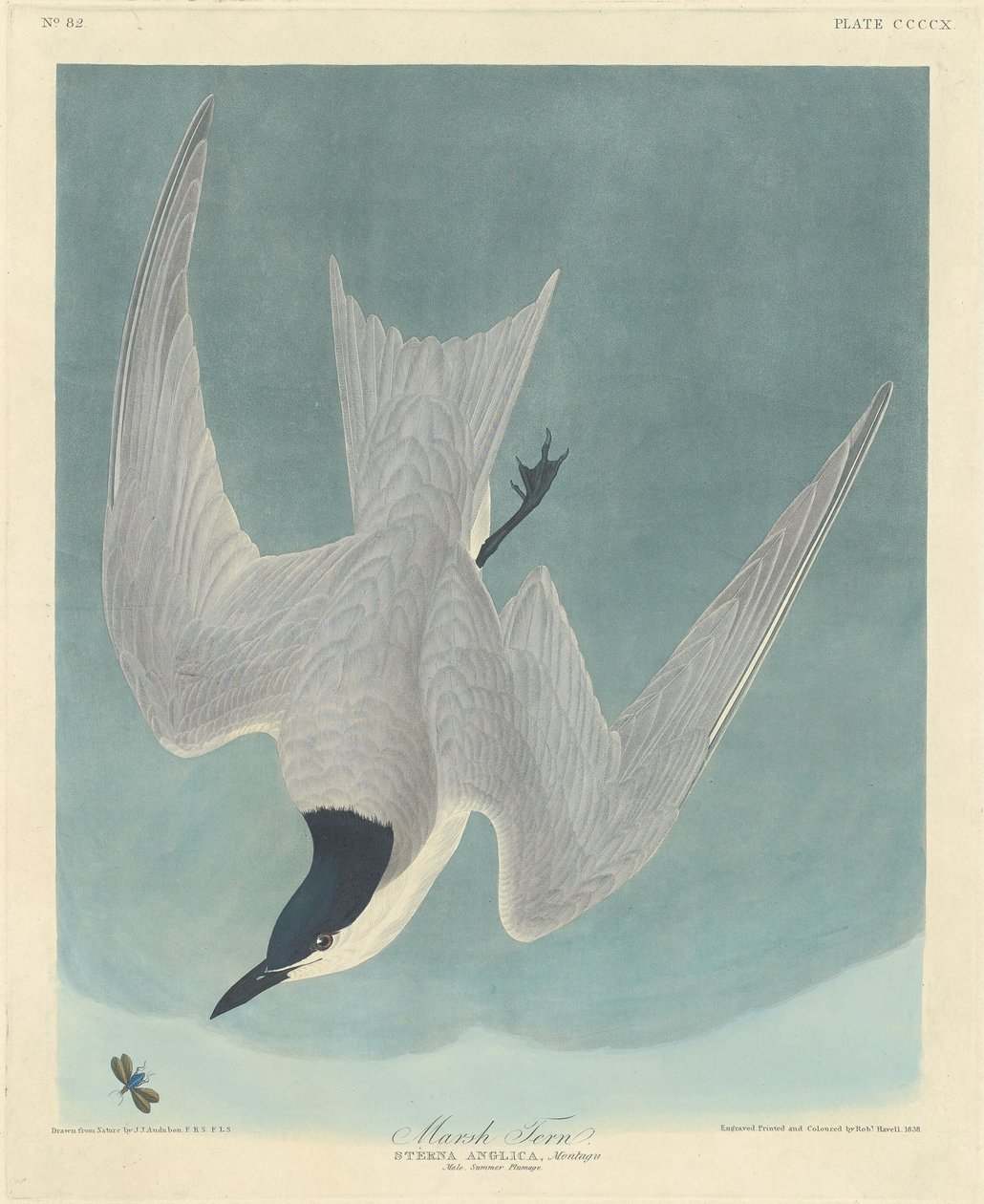 Marsh Tern, 1838. od Robert Havell