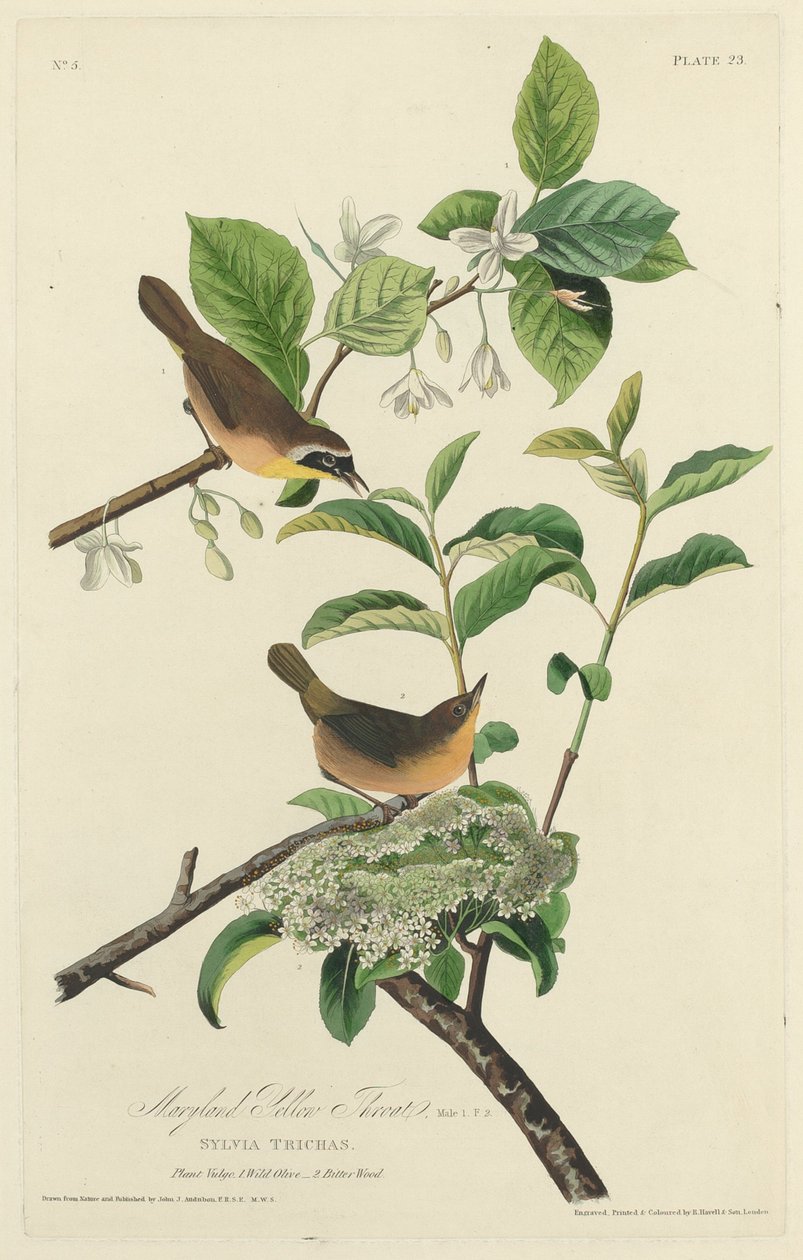 Maryland Yellow Throat, 1827. od Robert Havell