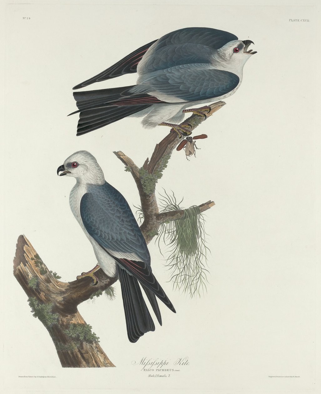 Mississippi Kite, 1831. od Robert Havell