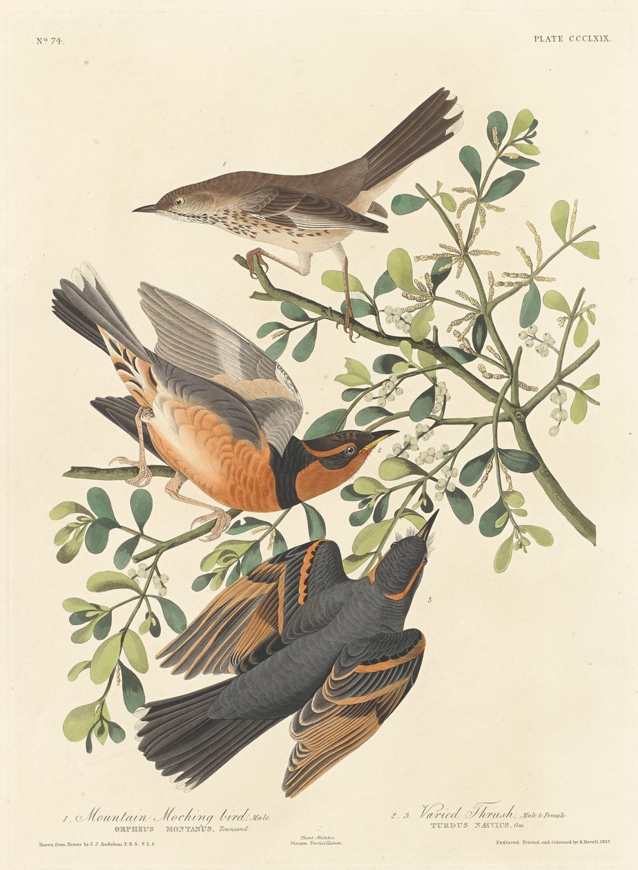 Mountain Mocking-bird and Varied Thrush, 1837. od Robert Havell
