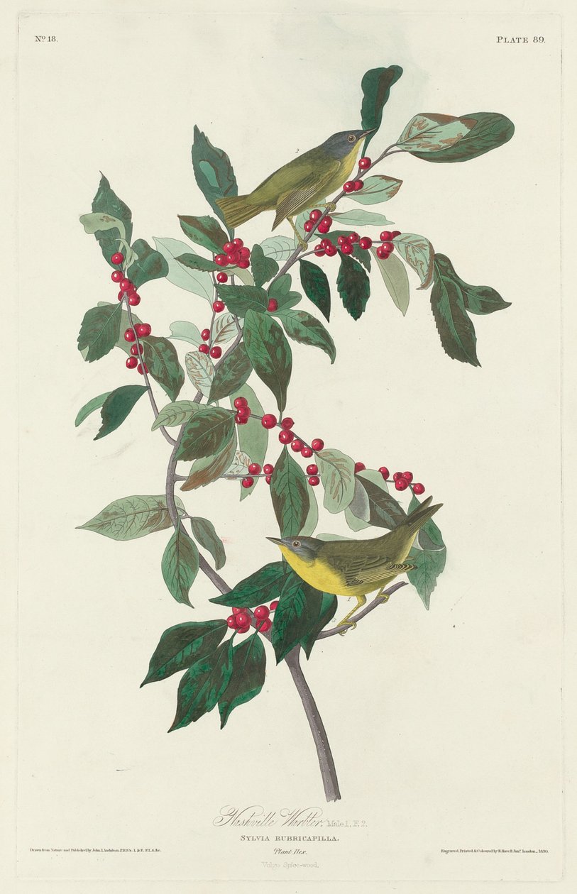 Nashville Warbler, 1830. od Robert Havell