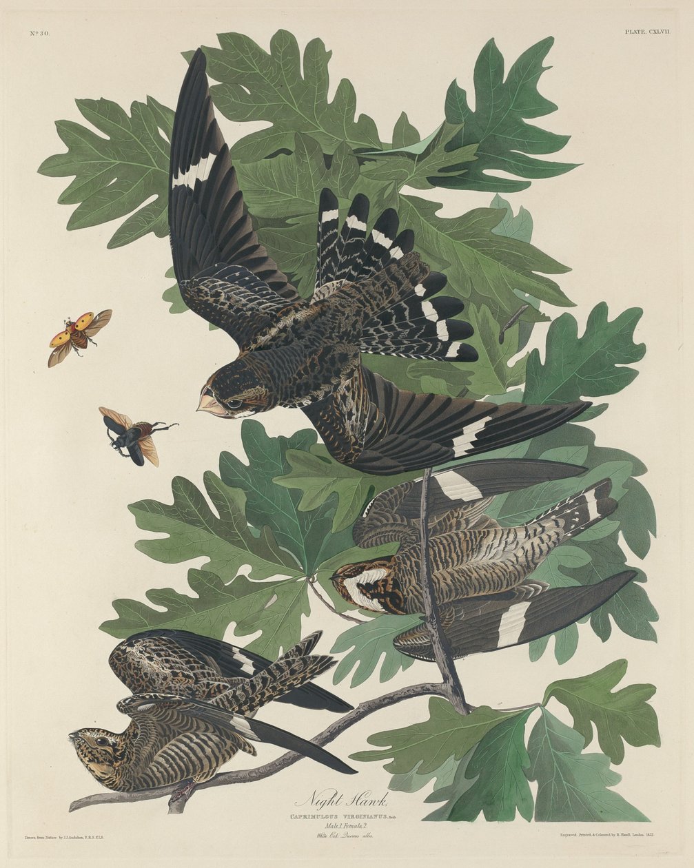 Noční jestřáb, 1832. od Robert Havell