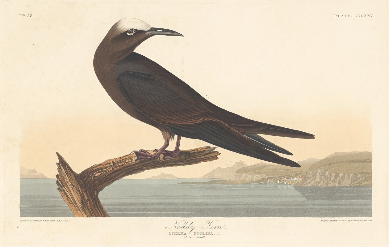 Noddy Tern, 1835. od Robert Havell