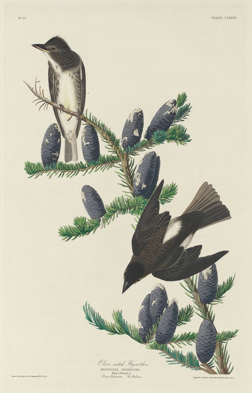 Mucholapka olivová, 1833. od Robert Havell