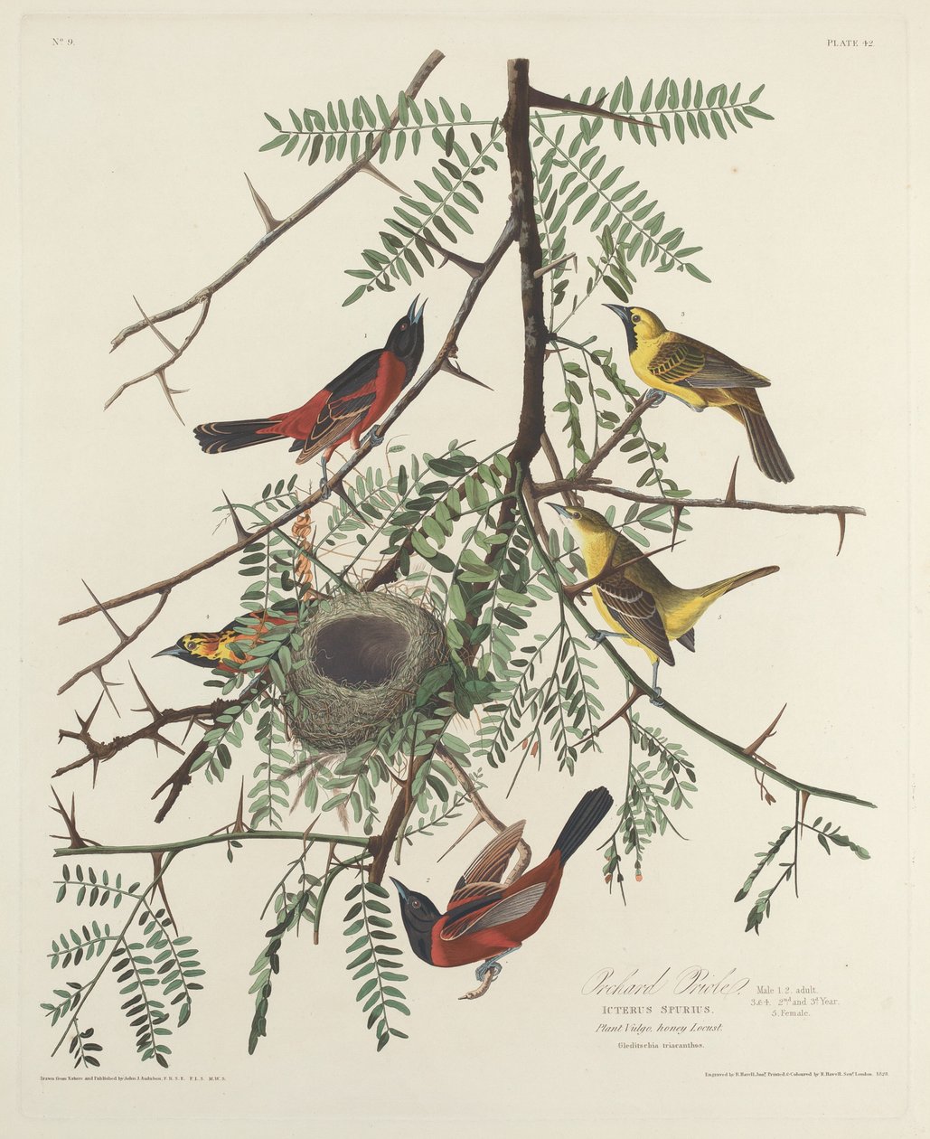 Orchard Oriole, 1828. od Robert Havell