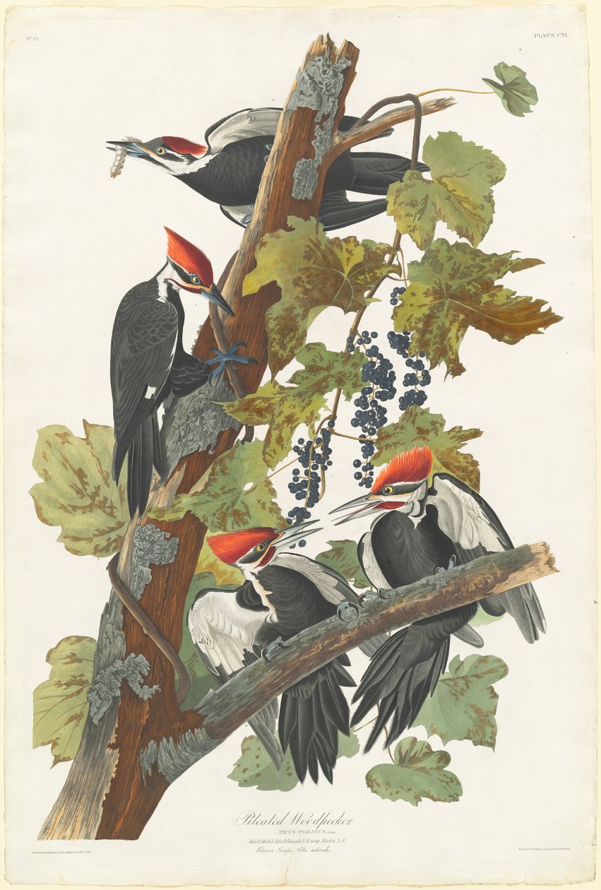 Datel pileated, 1831. od Robert Havell