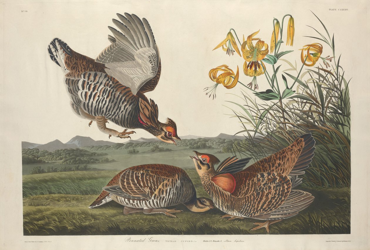 Pinnated Grous, 1834. od Robert Havell