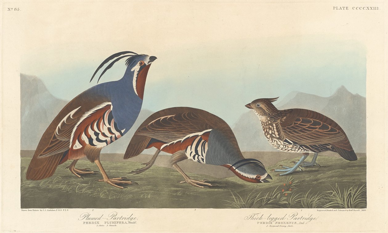 Koroptev opeřená a koroptev tlustonohá, 1838. od Robert Havell