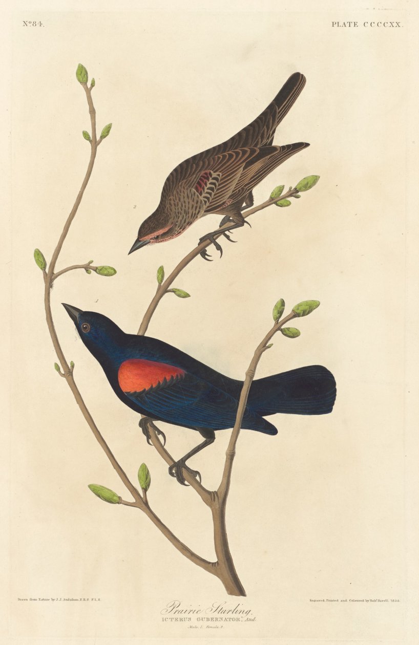 Prairie Starling, 1838. od Robert Havell