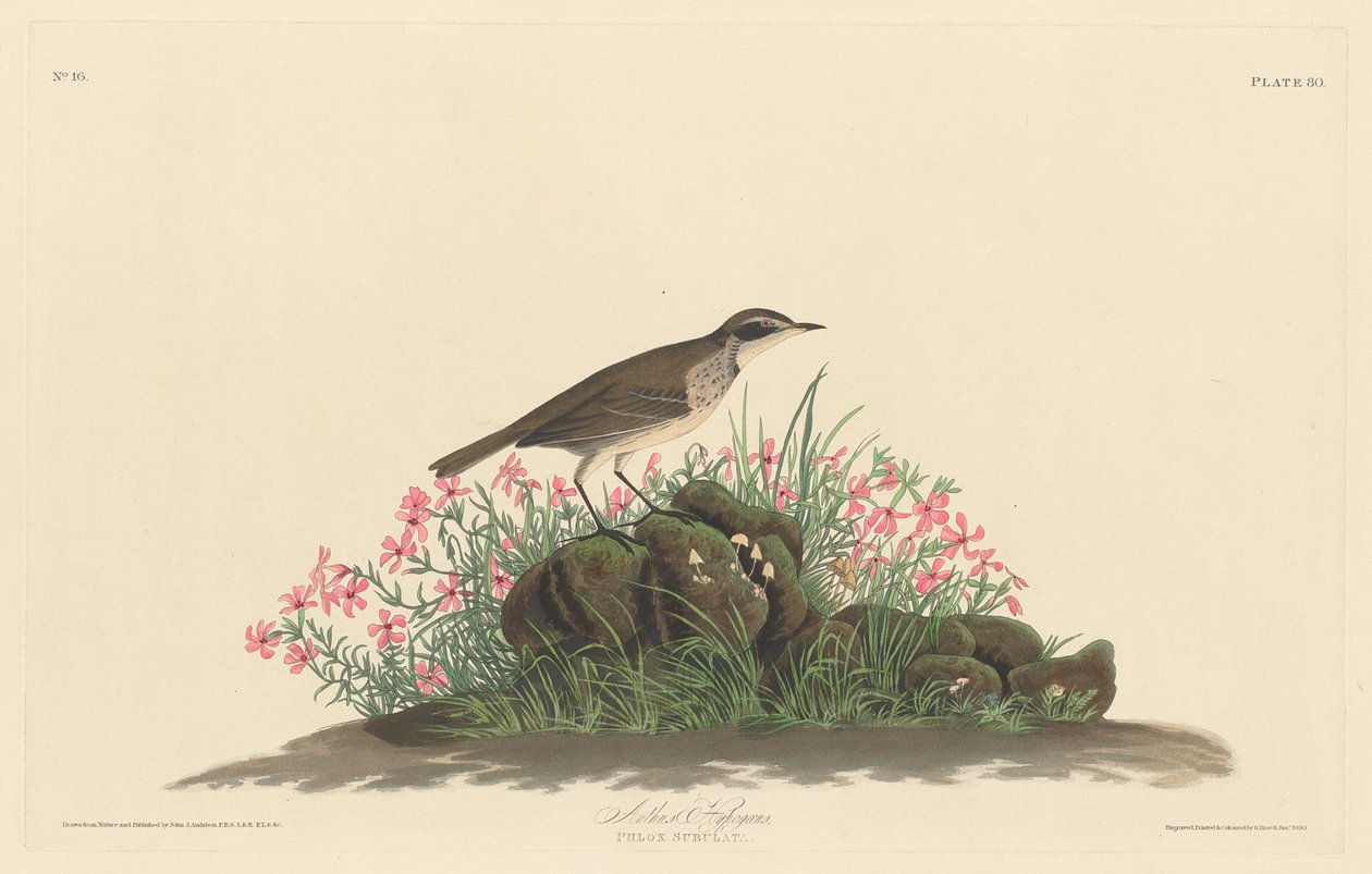Prairie Titlark, 1830. od Robert Havell