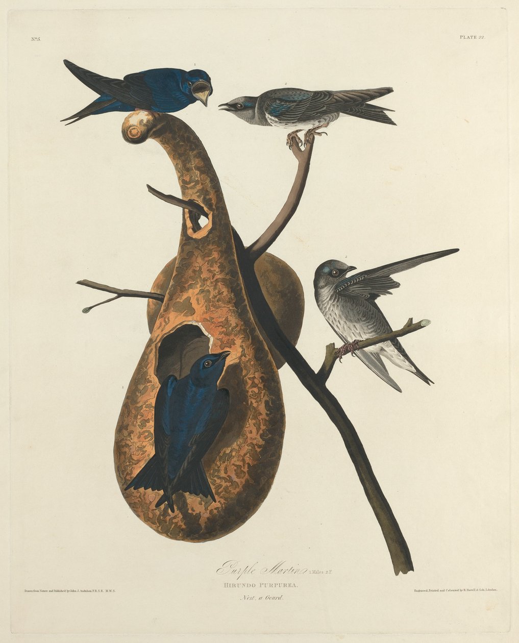 Fialový Martin, 1827. od Robert Havell
