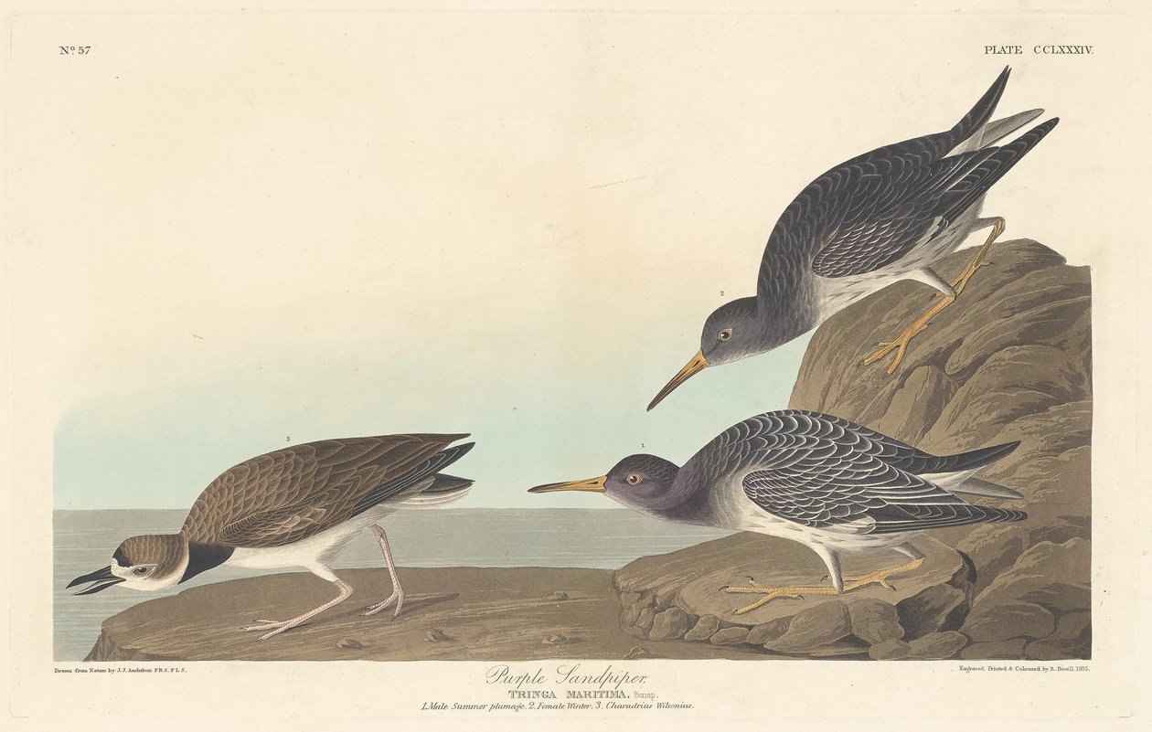 Sandpiper purpurový, 1835. od Robert Havell